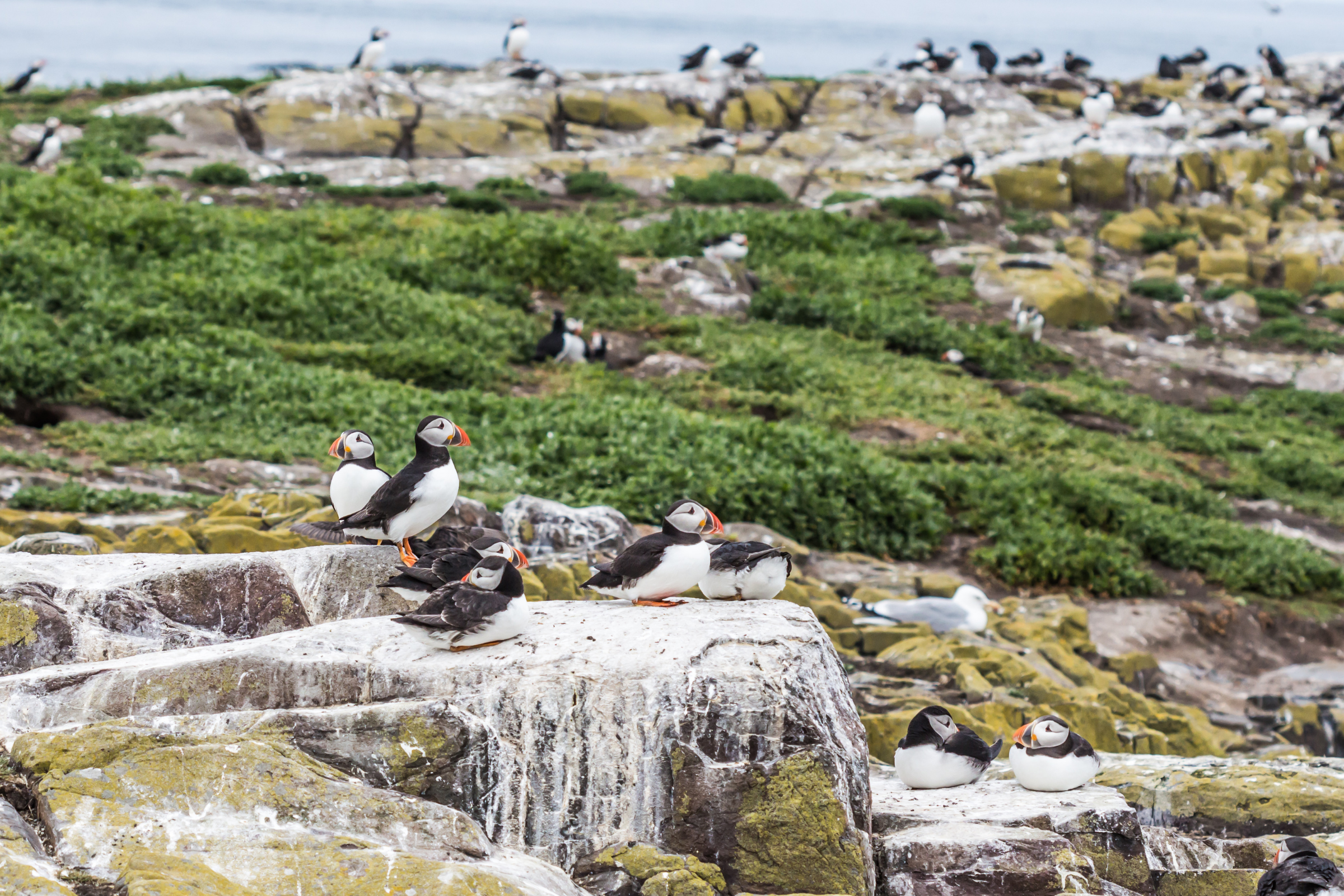 farne islands.webp